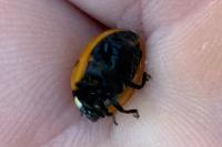 Coccinella septempunctata