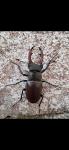 Lucanus cervus