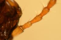 Calodromius bifasciatus