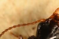 Calodromius spilotus