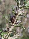 Chrysolina americana