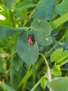 Gonioctena fornicata