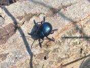 Timarcha goettingensis