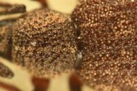 Otiorhynchus veterator