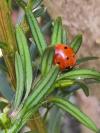 Coccinella septempunctata
