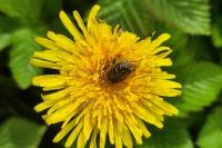 Tropinota hirta