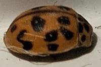Oenopia conglobata