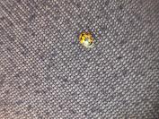 Propylea quatuordecimpunctata