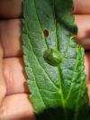 Cassida viridis