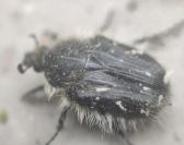Tropinota hirta