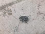 Tropinota hirta