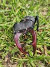 Lucanus cervus
