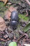 Dorcus parallelipipedus