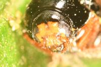 Cryptocephalus flavipes
