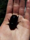 Oryctes nasicornis