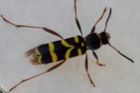 Clytus arietis