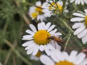 Oedemera podagrariae