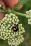 Harmonia axyridis
