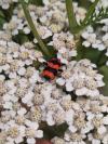 Trichodes apiarius