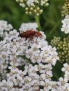 Rhagonycha fulva