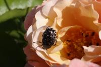 Oxythyrea funesta