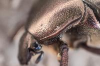 Potosia cuprea