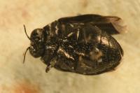 Trachys quercicola