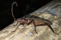Aegosoma scabricorne