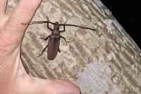 Aegosoma scabricorne