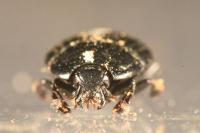 Margarinotus ignobilis