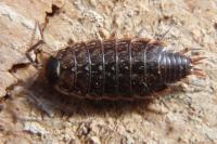 Philoscia muscorum