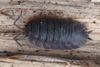 Porcellio scaber