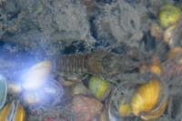 Faxonius limosus