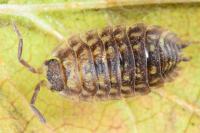 Oniscus asellus