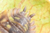 Oniscus asellus