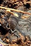 Porcellio scaber