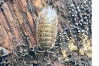 Oniscus asellus