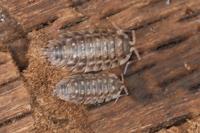 Oniscus asellus