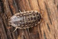 Oniscus asellus