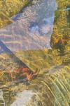 Procambarus clarkii