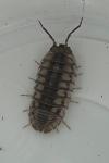 Armadillidium nasatum
