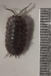 Porcellio dilatatus