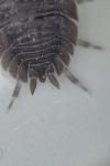 Porcellio dilatatus