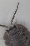 Porcellio dilatatus