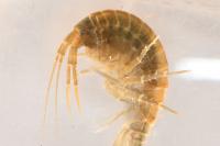 Gammarus pulex