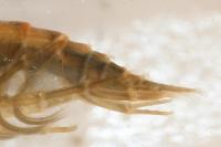 Gammarus pulex