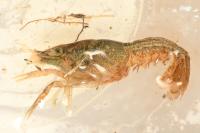 Procambarus clarkii