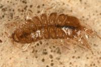 Proasellus meridianus