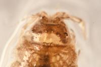 Proasellus meridianus