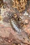 Oniscus asellus